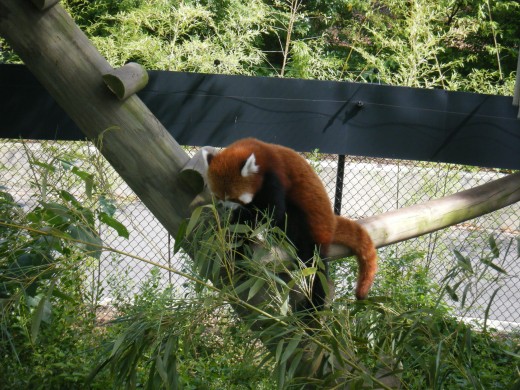 More red pandas sleeping in trees