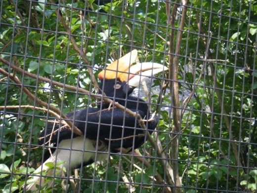 The hornbill is one of the many species of bird found in the area of the zoo. 