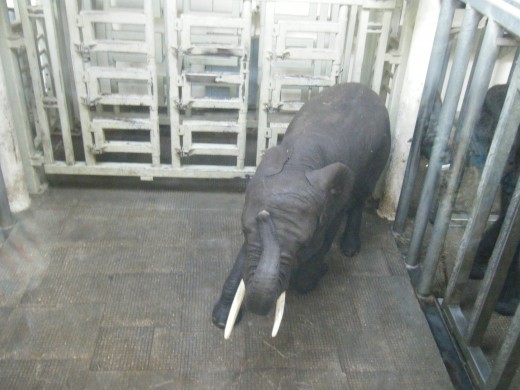 An elephant in a behavioral training session.
