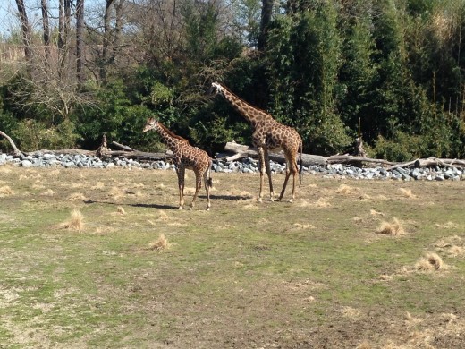 The female and juvenile giraffe