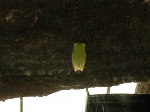 A local species of tree frog outside of one of the exhibits.