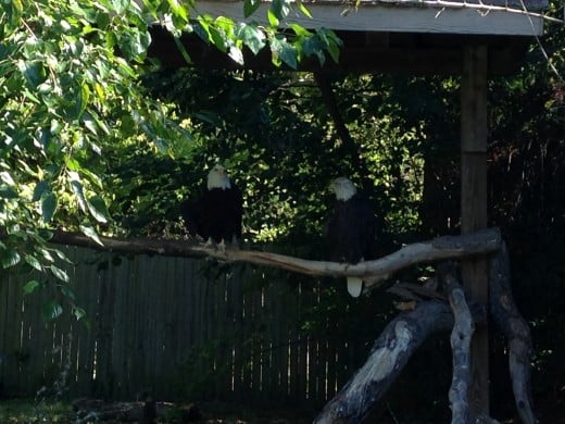 The zoo's two bald eagles.