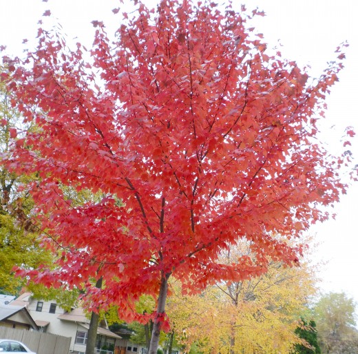 A blazing Red Maple