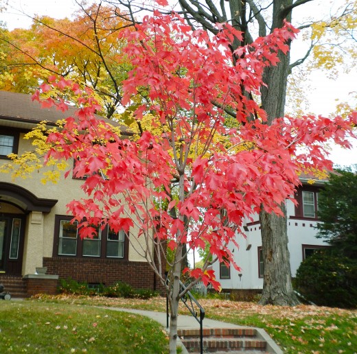 A young tree shows its stuff.