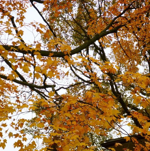 The cloudy days brings out the muted colors.