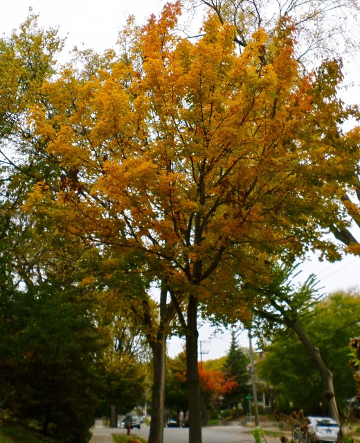 The tree is lovely as it turns from green to yellow.