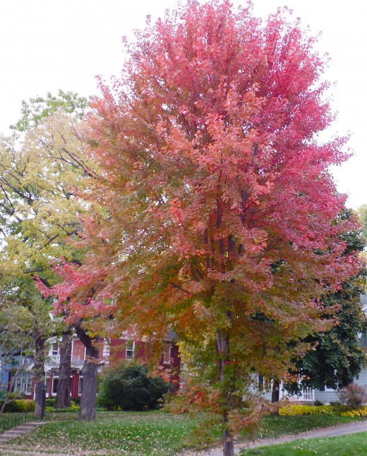 After the red, pink emerges.
