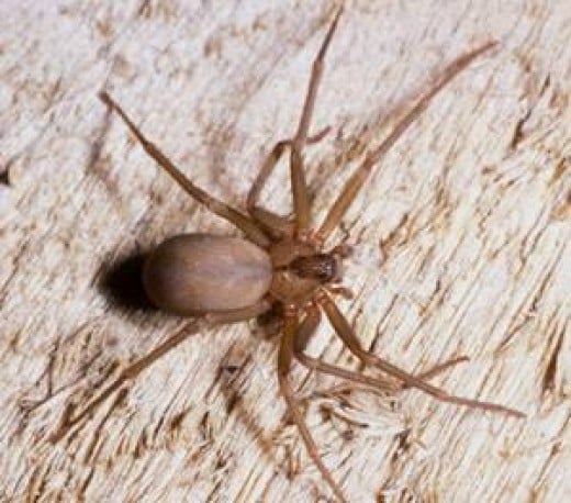 The Danger Of Spider Bites To Your Dog: Photos Of The Wolf Spider Bite ...