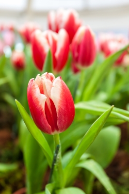 Tulips in your new borders can take up a lot of room, it is worth taking this into consideration.