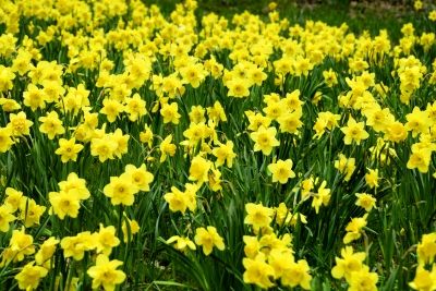 Spring has sprung!