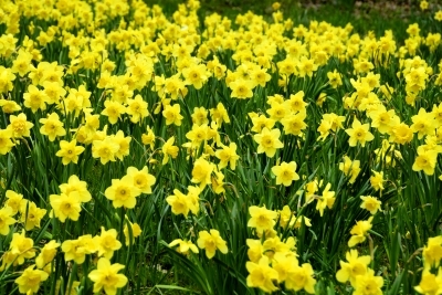 Daffodils in the garden are the first sign that Spring is on its way!
