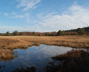 Clayhill Bottom in the New Forest - one of the vital valley bogs