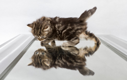 Deja vu kitties!