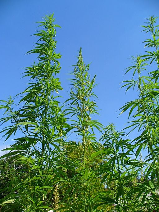 Marijuana plants in a field