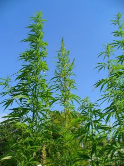 Legalizing Marijuana In Jamaica