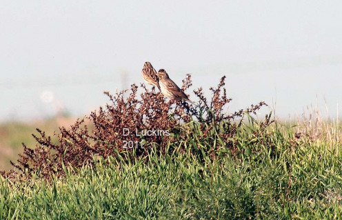 In 2011, savannah sparrows were some of the many birds I saw in my district, which was actually close to my home.
