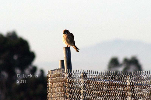 Kestrel on a fence during the 2011 bird count
