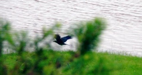 Crow flying over a low flooded area. Taken in 2008. 