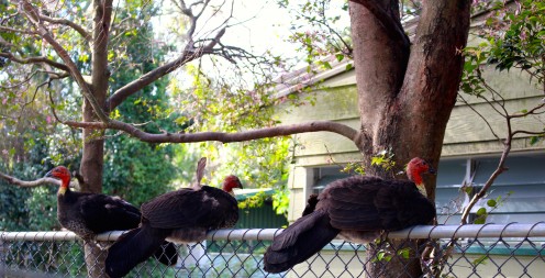 Wild Bush Turkeys