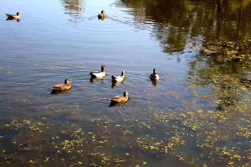 Australian Wood Ducks in the pond. Taken at Lone Pine Sanctuary 2013. 