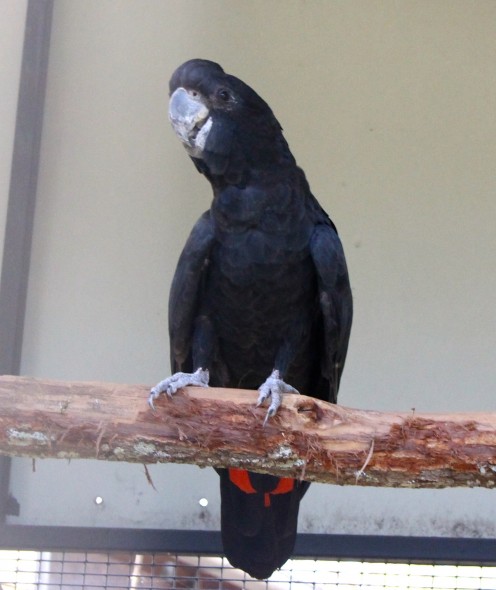 Black Cockatoo - Likes seeds, beetles, grubs..
