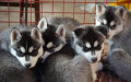 5 Things to Expect from Your New Puppy