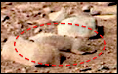 I recently conducted an independent poll on this photograph and was mildly surprised by my findings. Only six people out of 100 saw this image as a rock/stone, the other 94 saw it as an animal. This photograph was taken by NASAs Mars Curiosity rover.