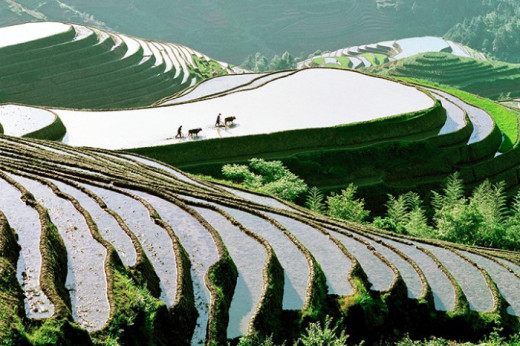 Rice paddies in Long Sheng China.