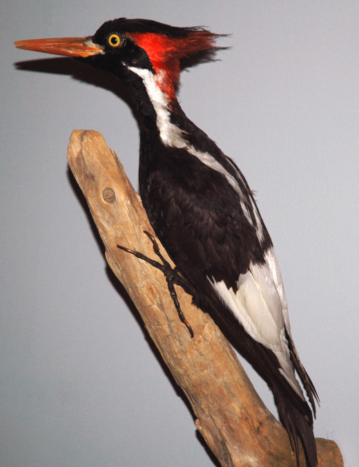 Ivory-billed woodpecker specimen at the Carnegie Museum of Natural History