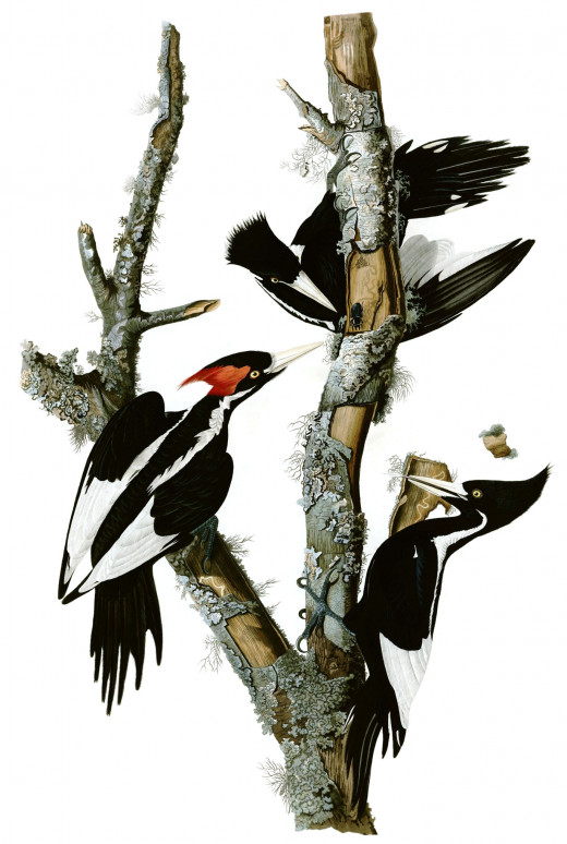 John James Audubon's Painting of Three Ivory-Billed Woodpeckers 