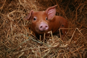 A piglet looking for the rest of his litter