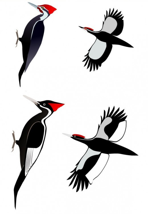 Pileated (Top) Versus Ivory-Billed Woodpecker (Bottom)