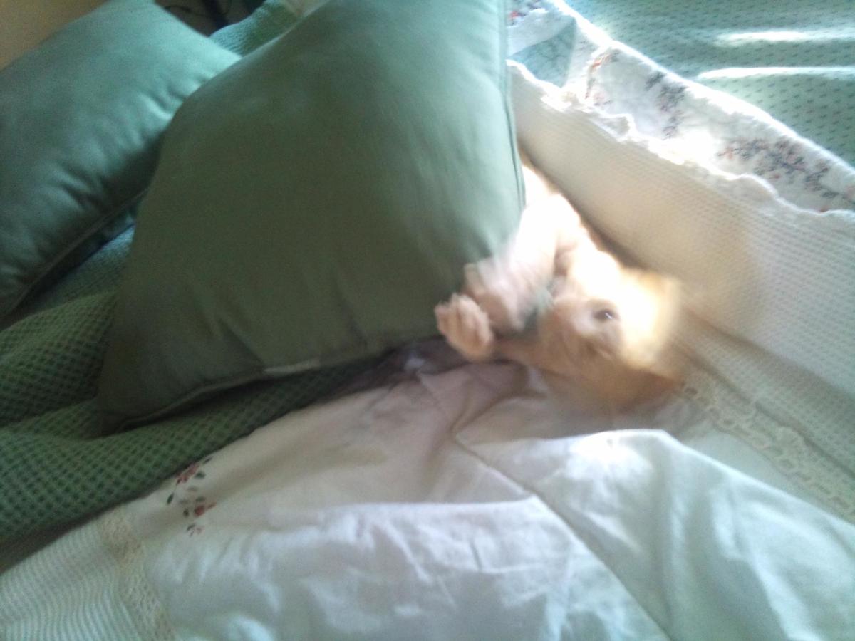 Charlie has to kill this pillow, but it would be better to direct his play with a cat toy like I've shown here. 