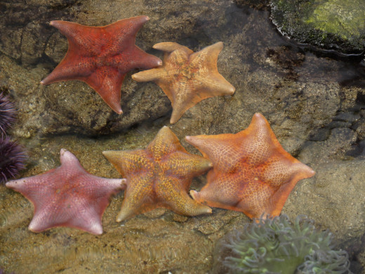 Starfish