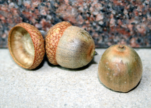 Acorns are the perfect symbol of great expectations!