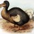 Extinct Dodo Bird In Mauritius Extinct Dodo Bird In Mauritius