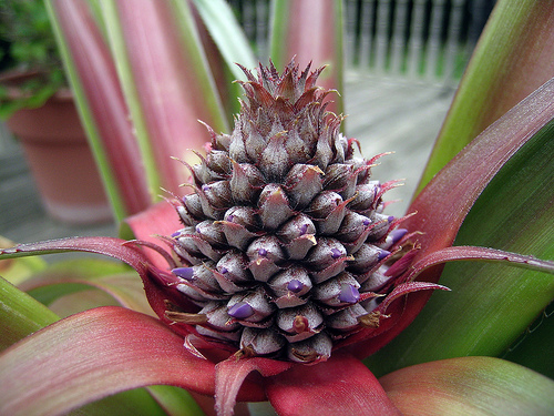 Pineapple flower by Patti Haskins via Flickr
