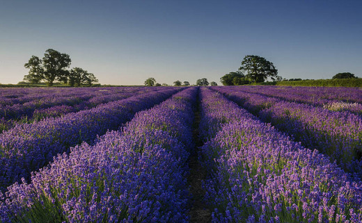 They will write you poetry in fields of lavender. 