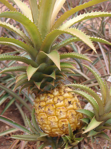 Ripe Pineapple, probably Natal Queen variety, by TriplePsi via Flickr.