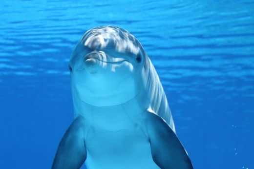 Dolphins have a tiny patch of hair on their chin, and it's only seen on newborn calves.