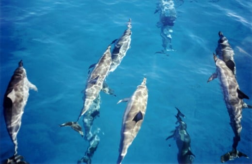 A pod of spinner dolphins in Kauai, Hawaii