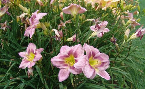 Lush foliage and beautiful blossoms - daylilies come in all sizes and colors.