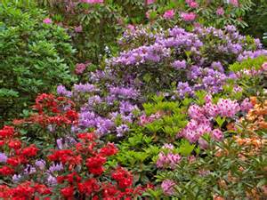 Rhododendrons