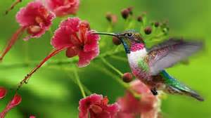 hummingbird