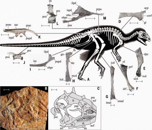 Kulindadromeus bones and projected body plan.