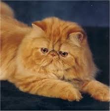 Long Haired Cats Need lots of Grooming
