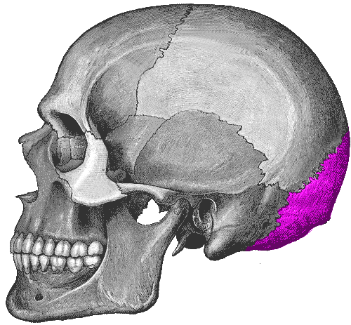 The purple area is the occipital.