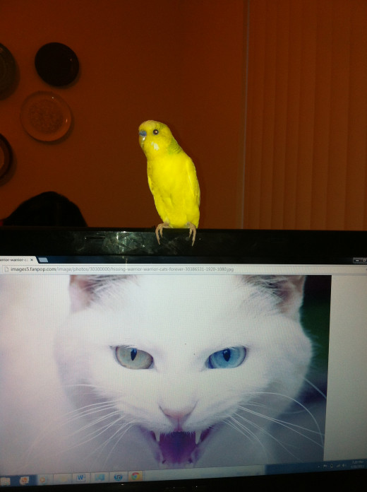 ...but I do have a little yellow bird.  