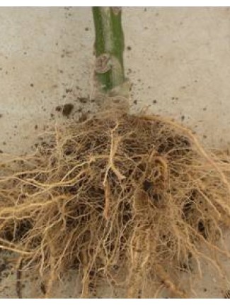 A cucurbits that has been grafted.  Notice the improved root system.