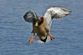 My Mighty Miss Duck